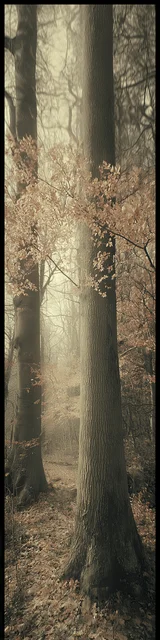 Free aesthetic bookmark featuring thin tall trees